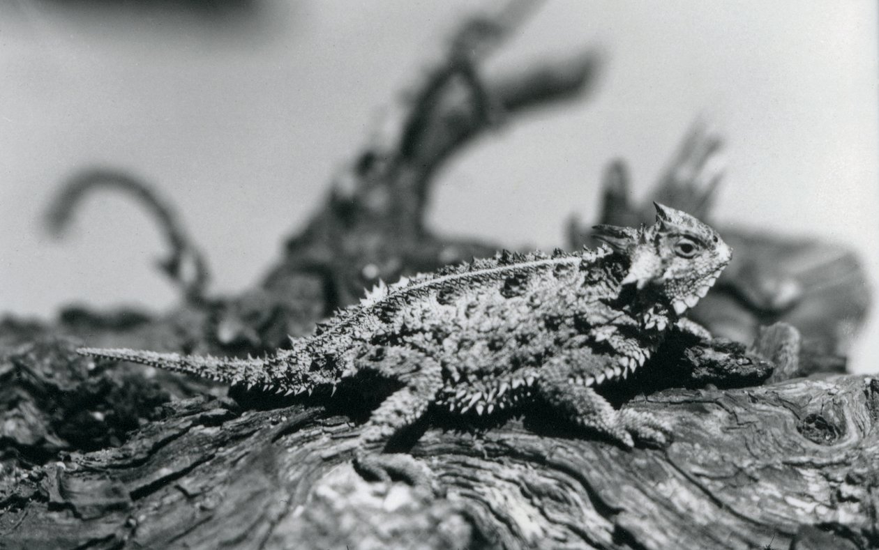 Un lucertola cornuta del Texas che riposa su un tronco allo zoo di Londra, settembre 1928 da Frederick William Bond