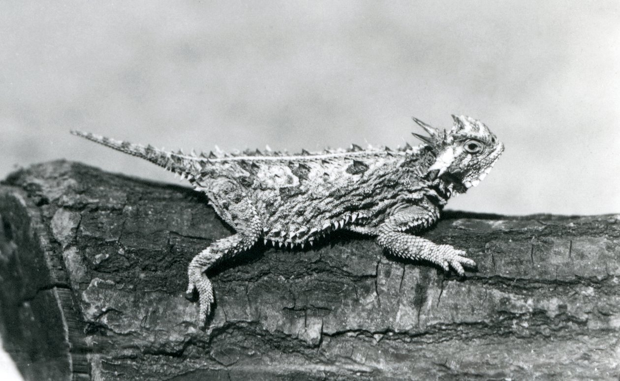 Un lucertola cornuta del Texas/Horntoad/Horned Toad/Horny Toad che riposa su un tronco allo Zoo di Londra nell