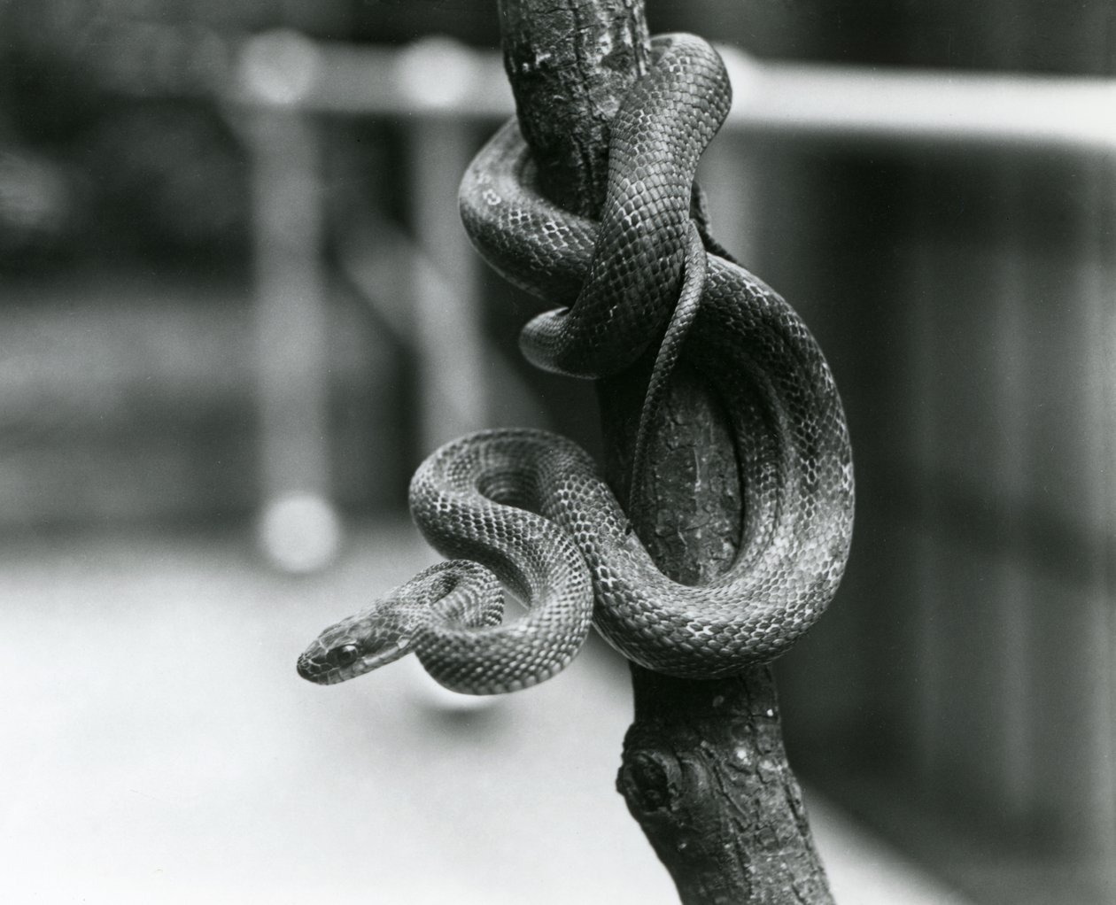 Un serpente ratto del Texas avvolto attorno a un ramo quasi verticale allo Zoo di Londra nell