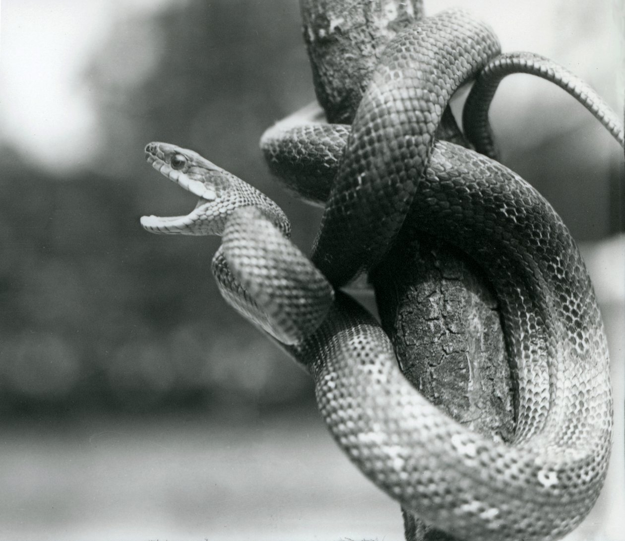 Un serpente ratto del Texas che sbadiglia, mentre è avvolto intorno a un ramo quasi verticale, Zoo di Londra, agosto 1928 (foto in b/n) da Frederick William Bond