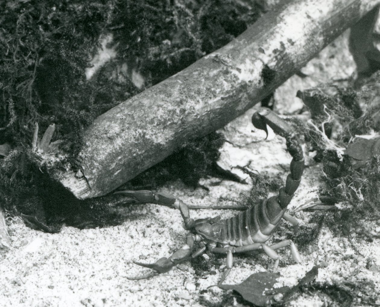 Uno scorpione del Texas allo zoo di Londra nel 1928 da Frederick William Bond