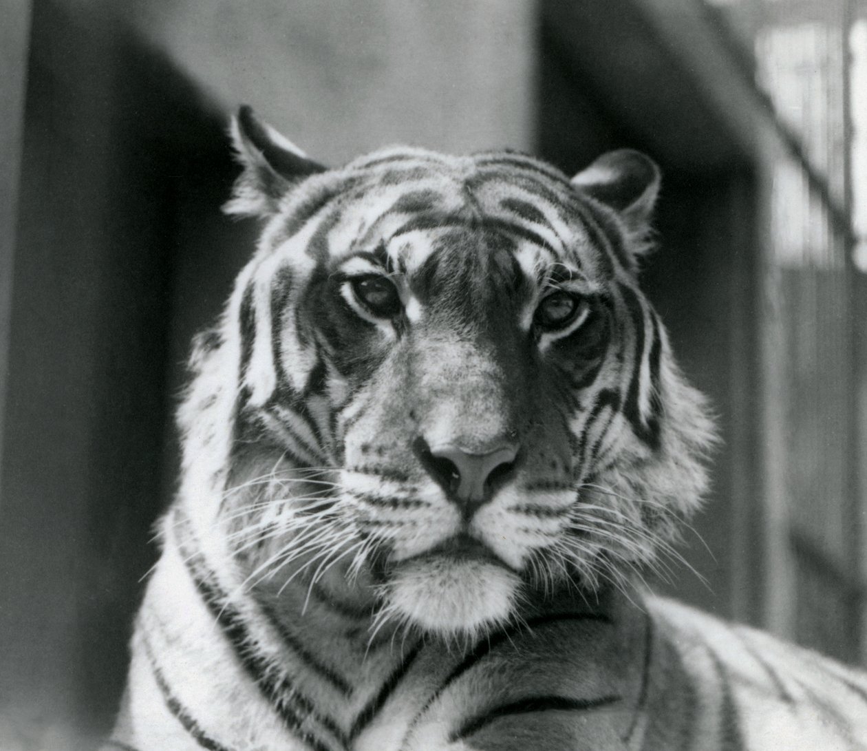 Una tigre allo Zoo di Londra nel luglio 1924 da Frederick William Bond