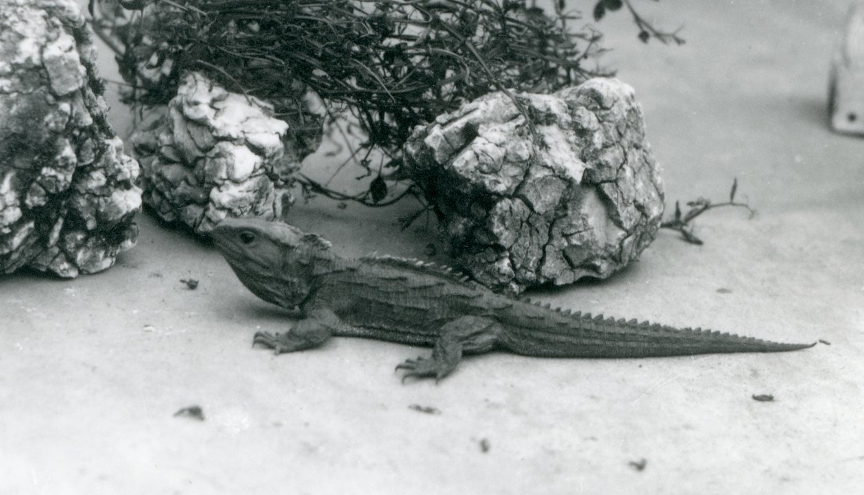 Un tuatara allo zoo di Londra nel 1927 da Frederick William Bond
