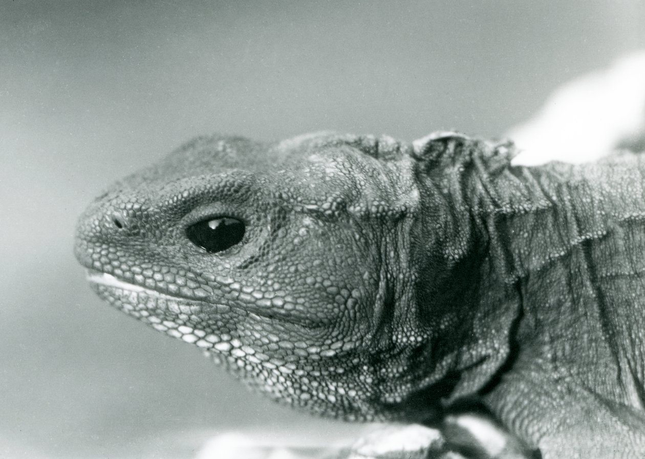 Un Tuatara allo Zoo di Londra nel 1928 (foto b/n) da Frederick William Bond