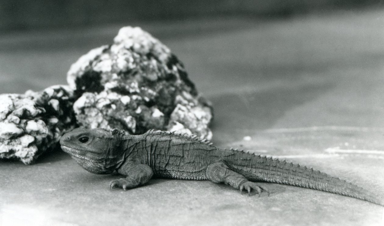 Un tuatara, sdraiato davanti a una roccia, allo Zoo di Londra nel 1928 da Frederick William Bond