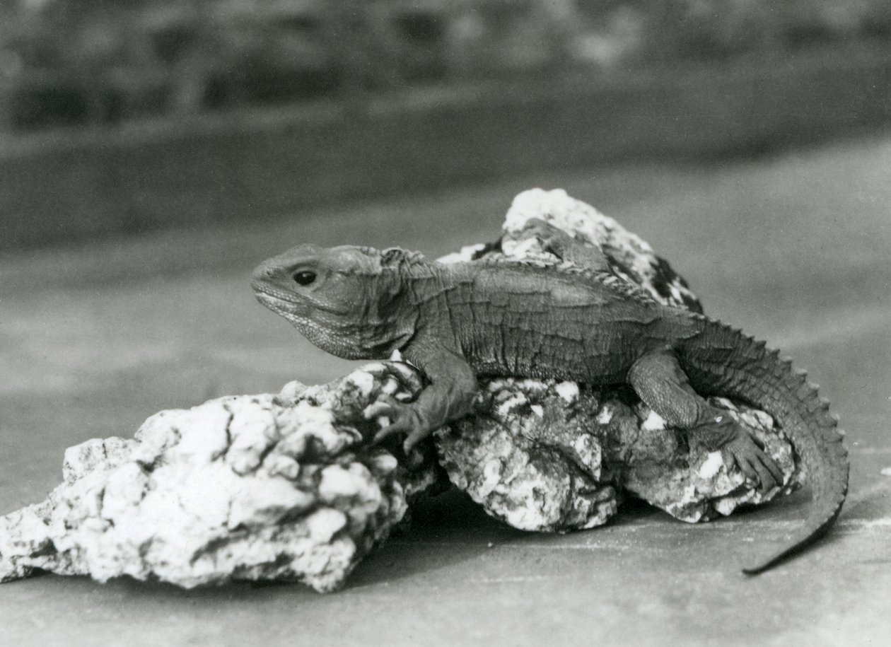Un Tuatara, sdraiato su una roccia, allo Zoo di Londra nel 1929 (foto b/n) da Frederick William Bond