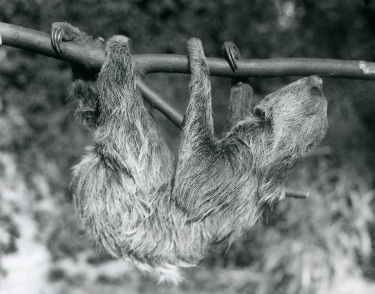 Un bradipo didattilo appeso a un ramo tagliato, Zoo di Londra, 1927 da Frederick William Bond