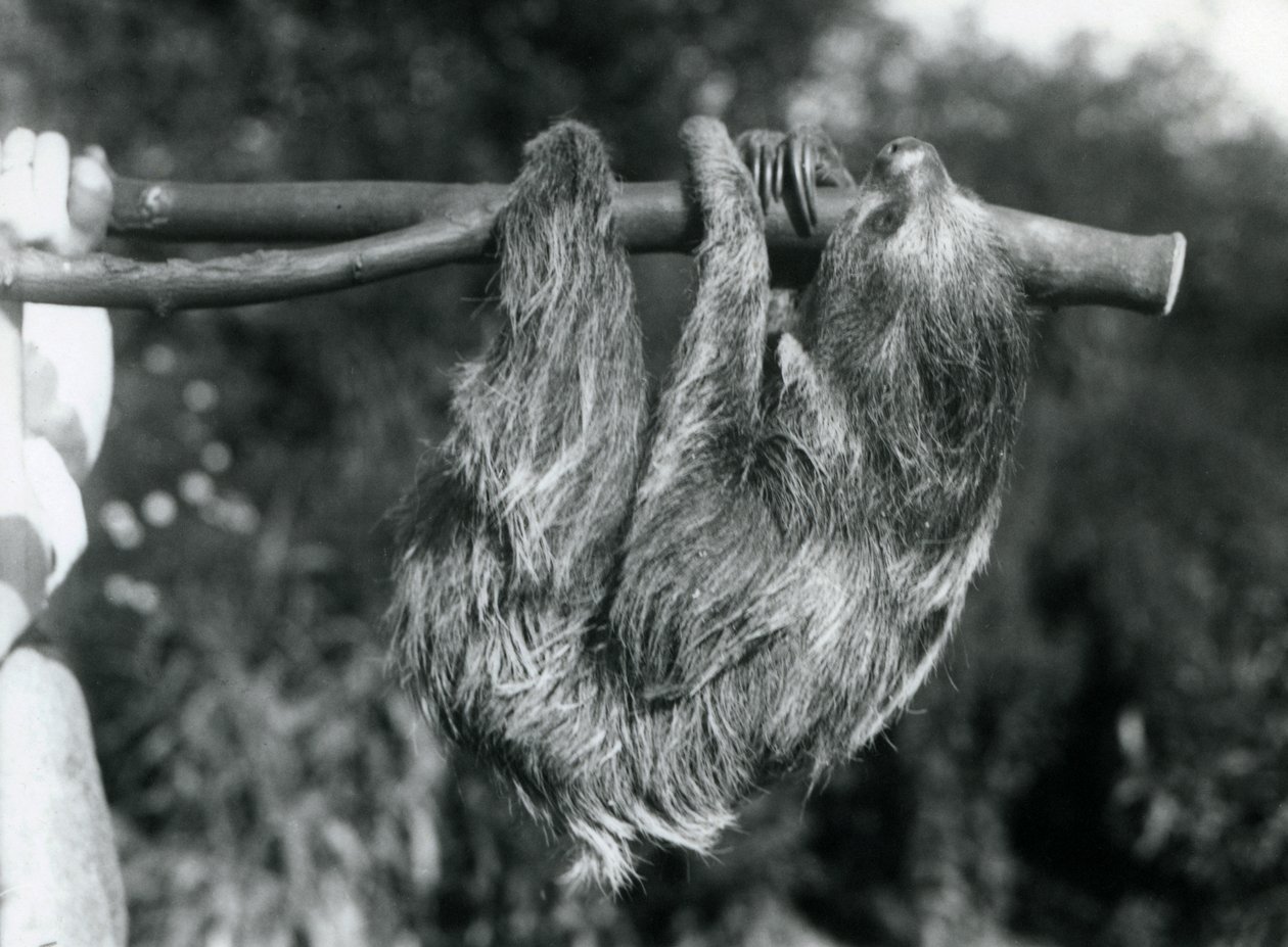 Bradipo didattilo appeso a un ramo tagliato, tenuto da un custode, Zoo di Londra, 1925 da Frederick William Bond