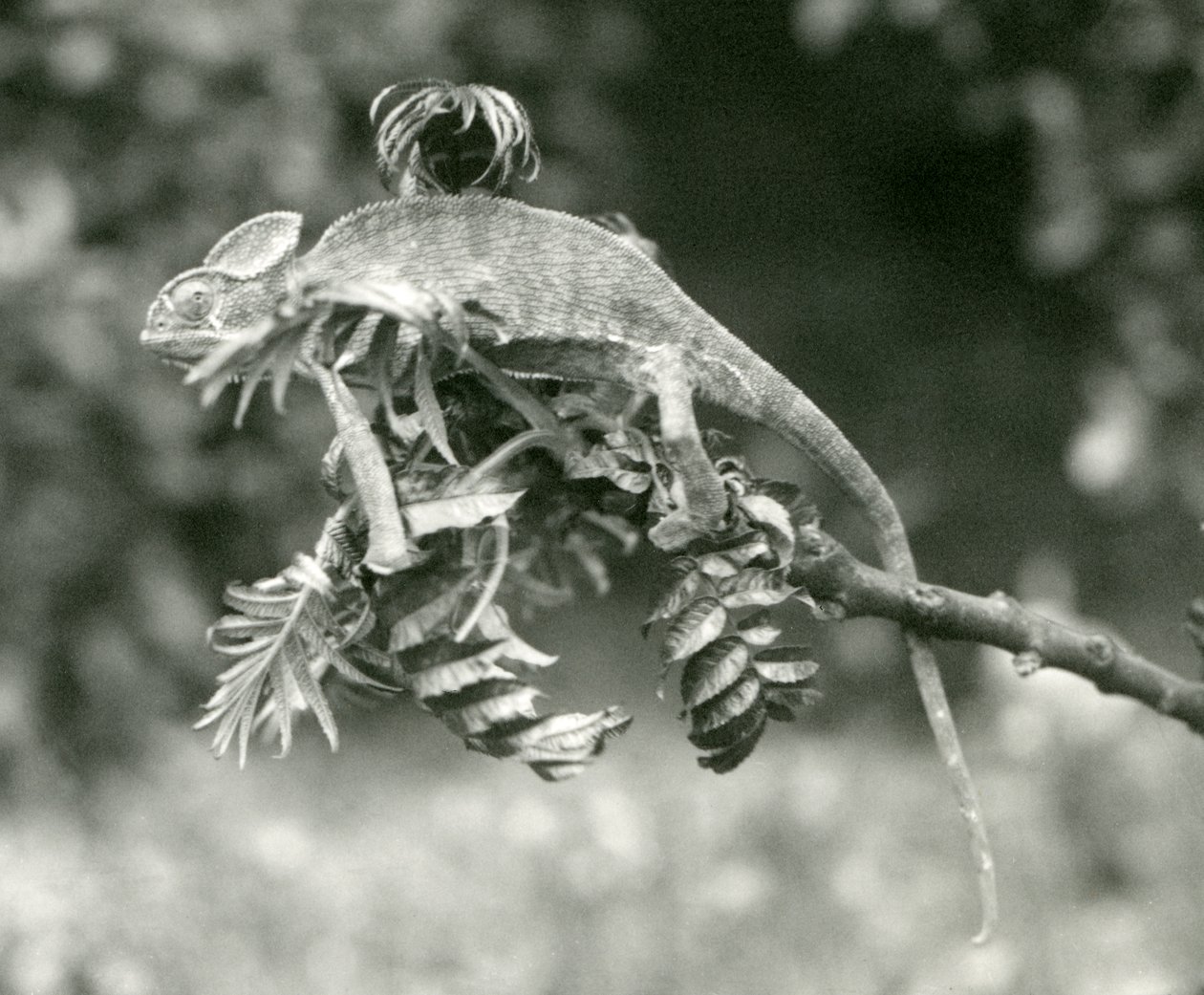 Un camaleonte velato o dello Yemen alla fine di un ramo frondoso allo Zoo di Londra, giugno 1924 da Frederick William Bond