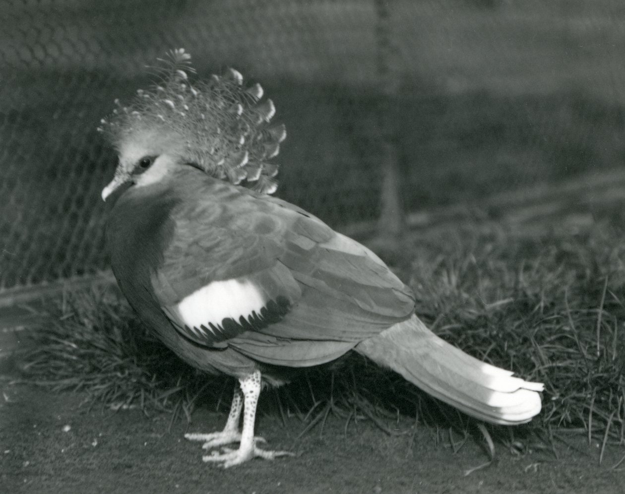 Un piccione incoronato Victoria a terra allo zoo di Londra nel settembre 1927 da Frederick William Bond
