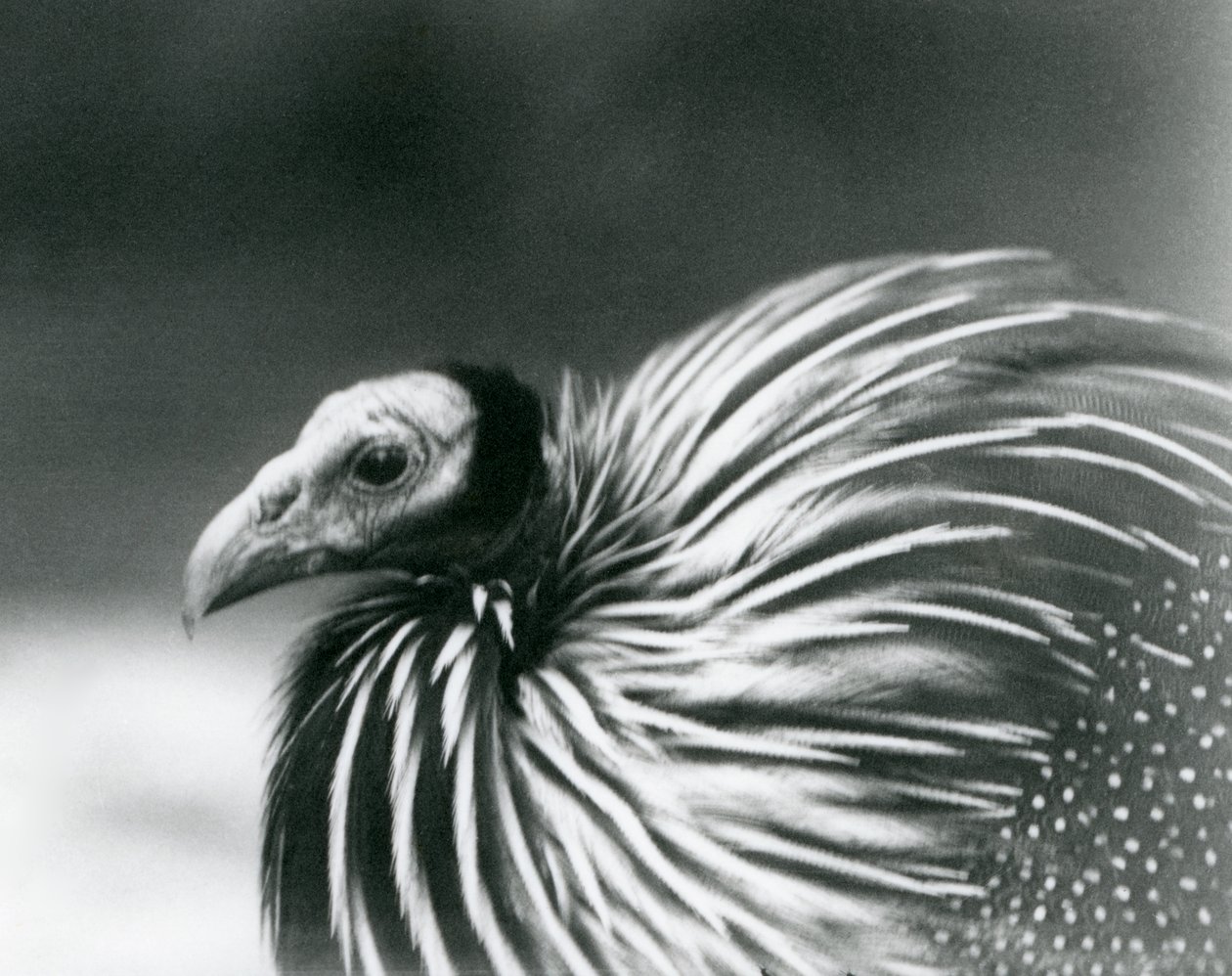 Un faraone vulturino allo Zoo di Londra nel 1927 da Frederick William Bond