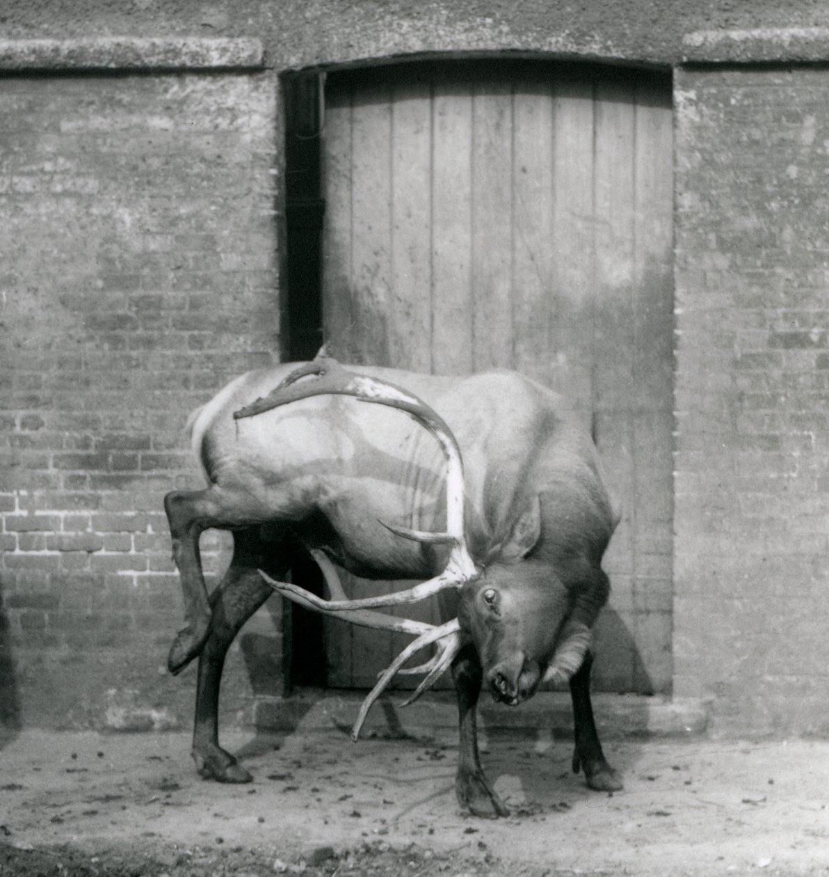 Un wapiti alce maschio nel suo recinto allo Zoo di Londra, settembre 1927 da Frederick William Bond
