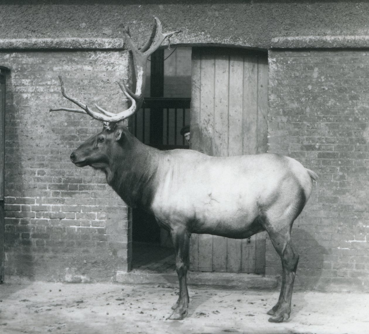 Un wapiti alce maschio nel suo recinto allo Zoo di Londra, settembre 1927 da Frederick William Bond