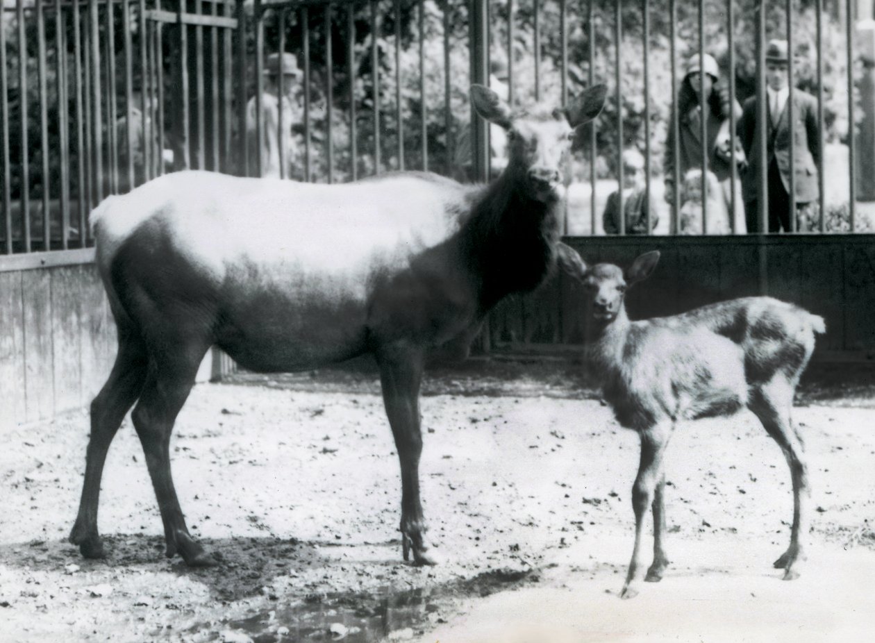Un wapiti con il suo cerbiatto nel loro recinto con visitatori che guardano attraverso le sbarre, zoo di Londra da Frederick William Bond
