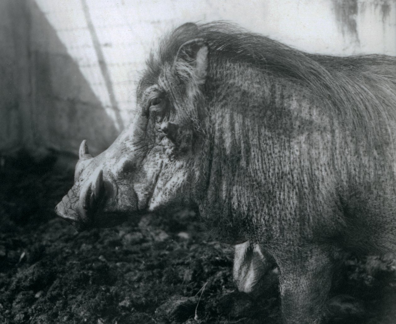 Un facocero nel fango, Zoo di Londra, 1927 da Frederick William Bond