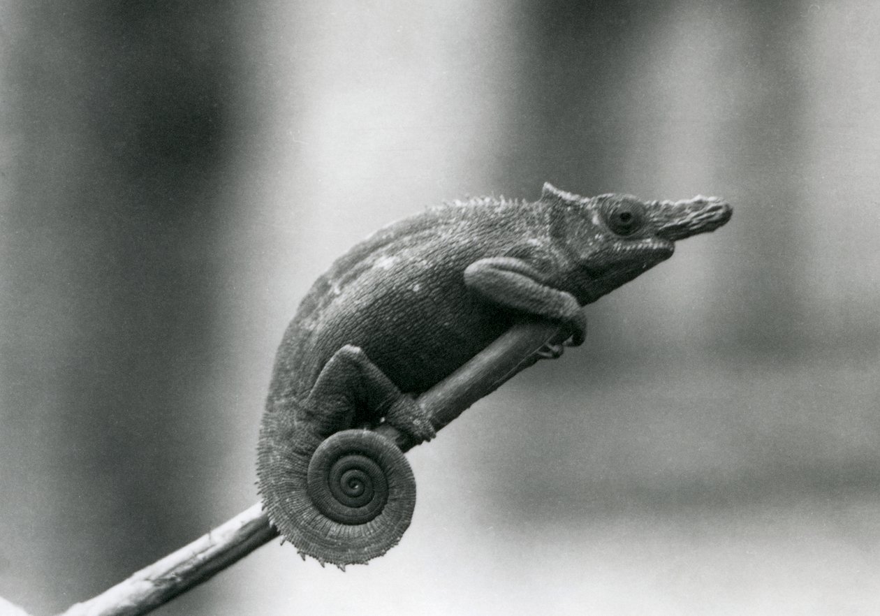 Un camaleonte a due corna di Usambara occidentale, Zoo di Londra, 1927 da Frederick William Bond