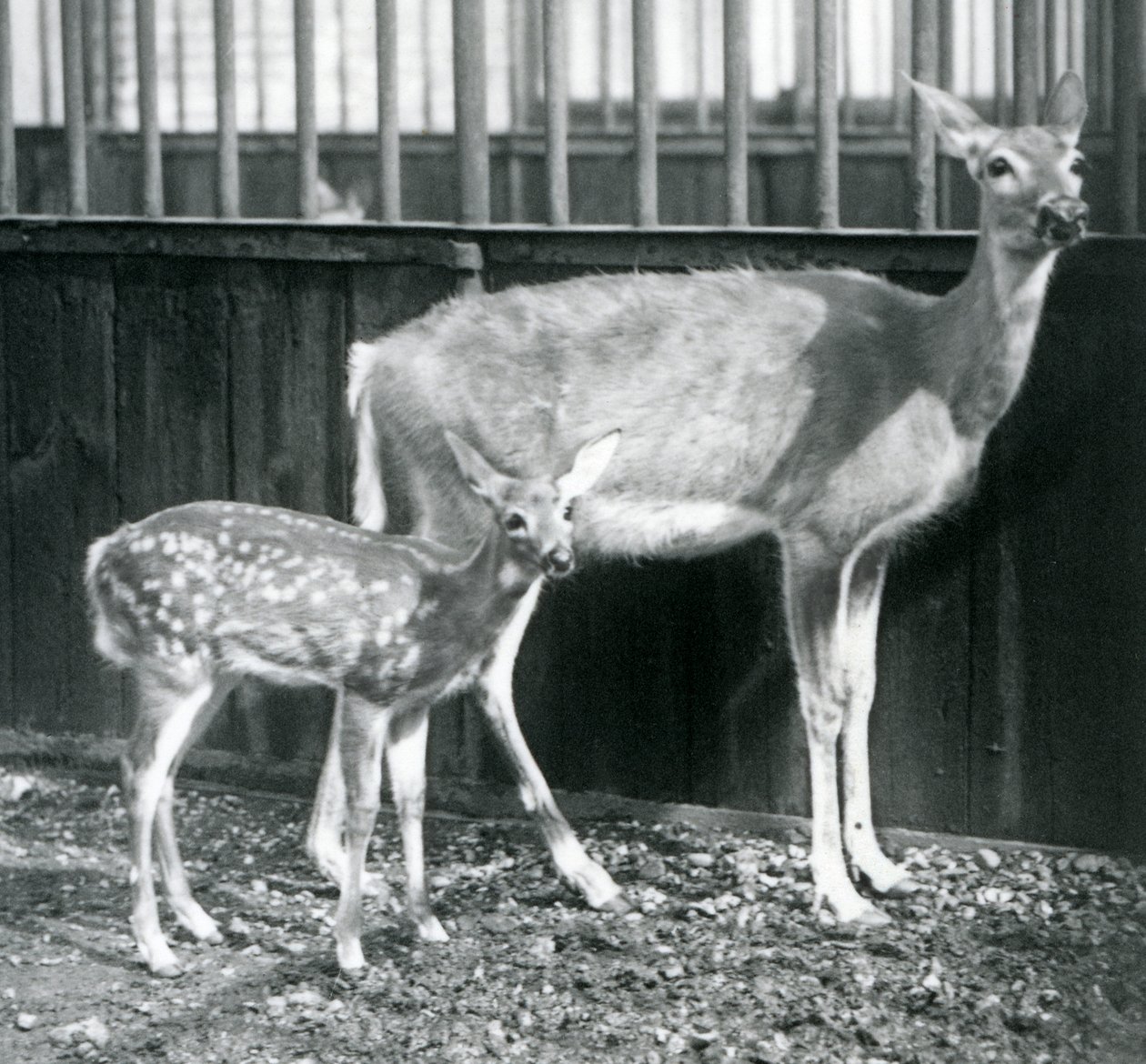 Un cervo della Virginia dalla coda bianca con il suo cerbiatto allo Zoo di Londra nell