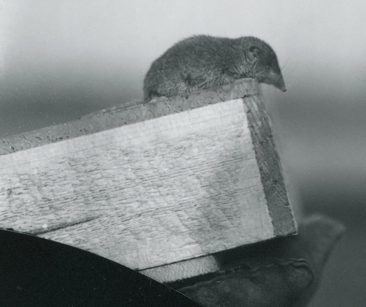Un toporagno dai denti bianchi che guarda oltre il bordo di una scatola di legno, tenuto dalla mano guantata di un custode, Zoo di Londra, aprile 1917 da Frederick William Bond