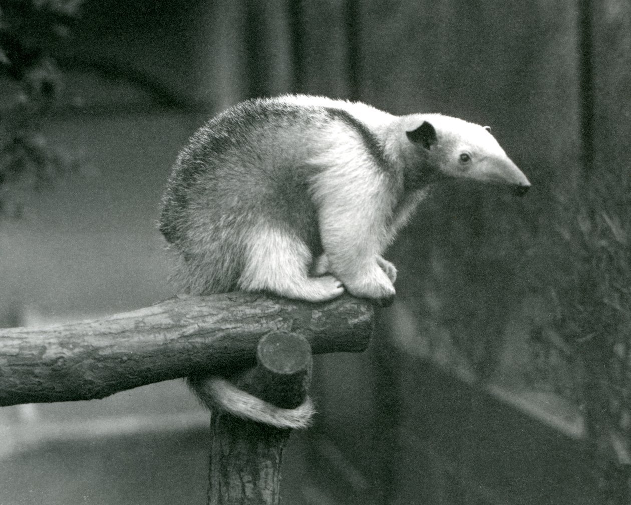 Un giovane tamandua collare seduto alla fine di un ramo che si aggrappa con la coda prensile, zoo di Londra, 24 aprile 1925 da Frederick William Bond