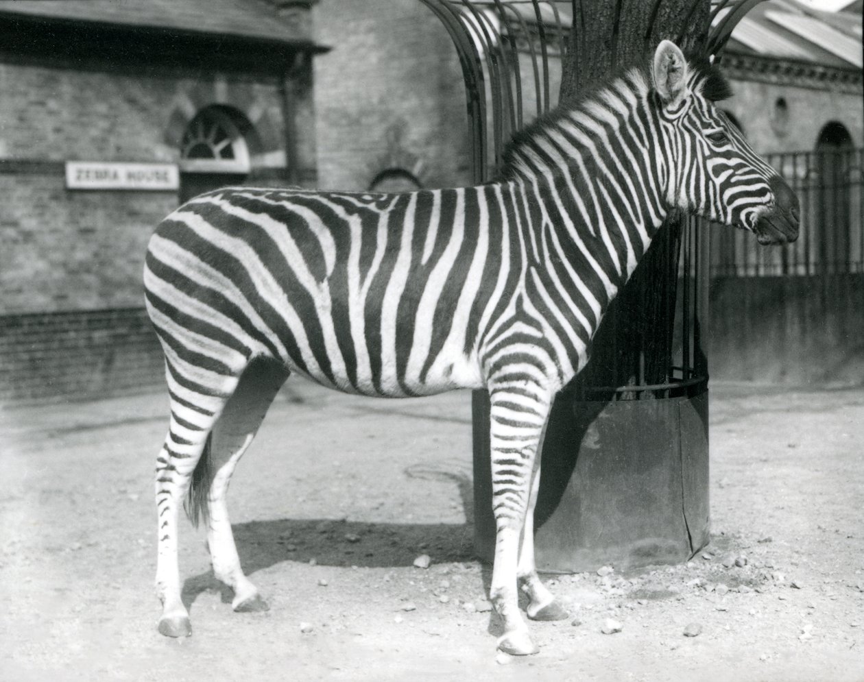 Una zebra nel recinto fuori dalla Casa delle Zebre allo Zoo di Londra nel 1925 (foto in bianco e nero) da Frederick William Bond