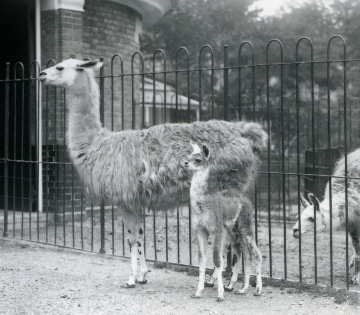 Un cucciolo di lama o cria con sua madre allo zoo di Londra, 1926 da Frederick William Bond