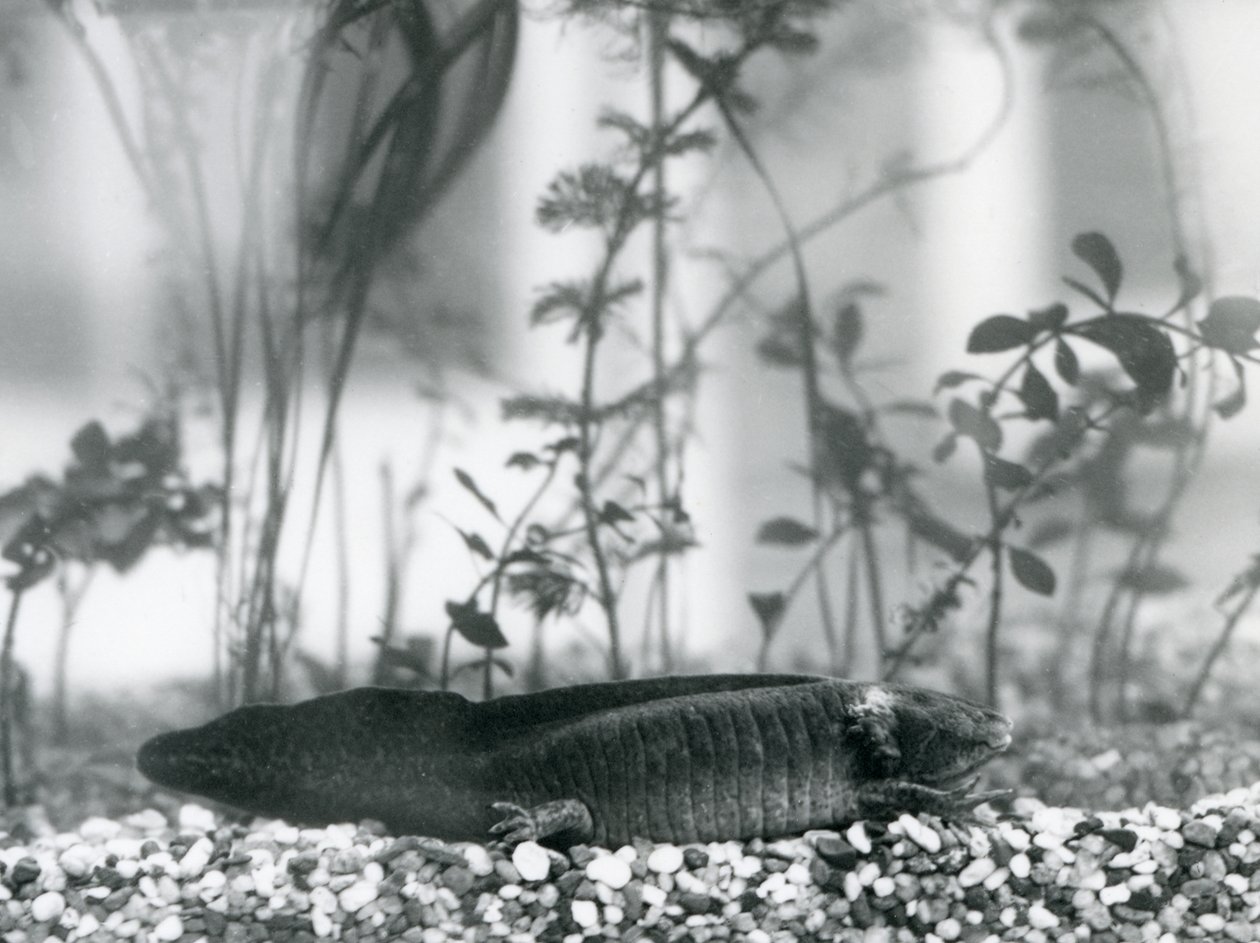 Un Axolotl nero/Salamandra Messicana che riposa sulla ghiaia sul fondo di un serbatoio al London Zoo nel 1928 da Frederick William Bond