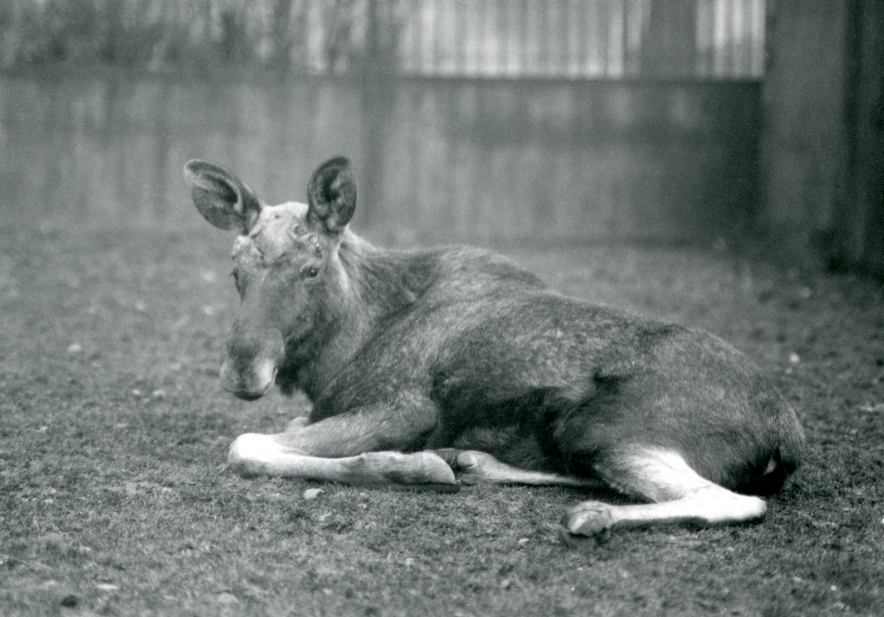 Un alce maschio con cicatrici di corna appena cadute, sdraiato allo Zoo di Londra, gennaio 1926 da Frederick William Bond