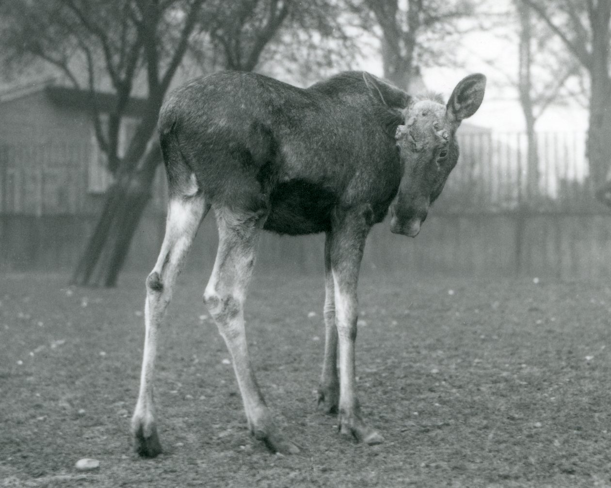 Un alce maschio con ferite di corna appena cadute, in piedi allo Zoo di Londra, gennaio 1926 da Frederick William Bond