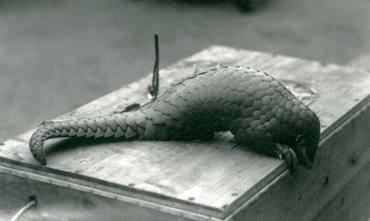 Un pangolino cinese in pericolo critico che guarda oltre il bordo della cassa di legno su cui è seduto, Zoo di Londra, luglio 1925 da Frederick William Bond