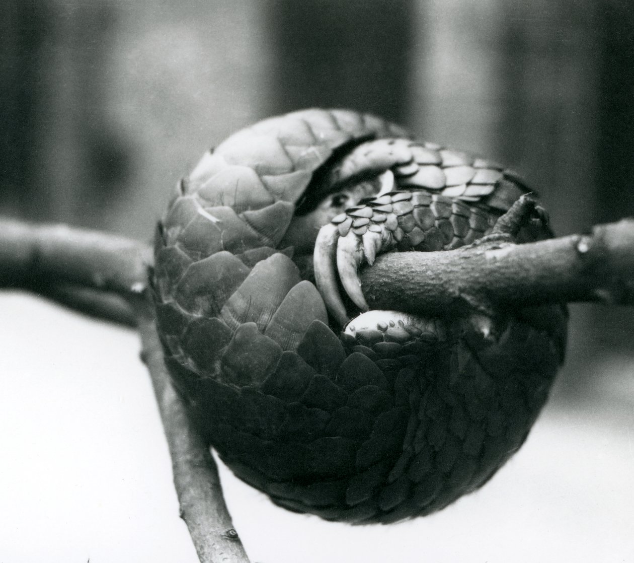 Un pangolino cinese in pericolo critico di estinzione che riposa, avvolto attorno a un ramo orizzontale, Zoo di Londra, prima del 1930 da Frederick William Bond