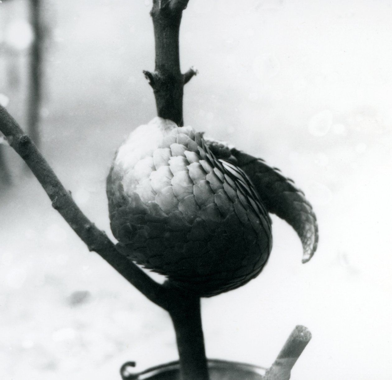 Un pangolino cinese in pericolo critico riposante, avvolto attorno a un ramo verticale, Zoo di Londra, luglio 1925 da Frederick William Bond