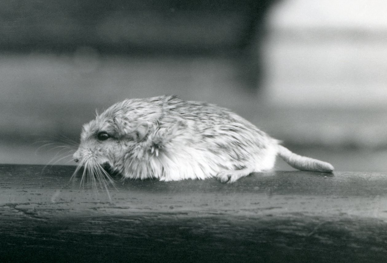 Un gerbillo dalla coda grassa, Zoo di Londra, luglio 1925 da Frederick William Bond