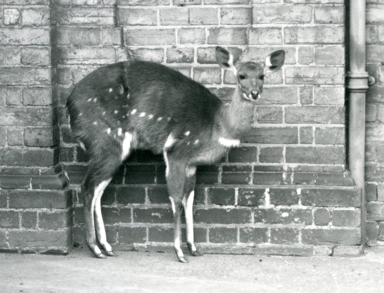 Una femmina di bushbuck del Capo che sta contro un muro allo Zoo di Londra, ottobre 1927 da Frederick William Bond