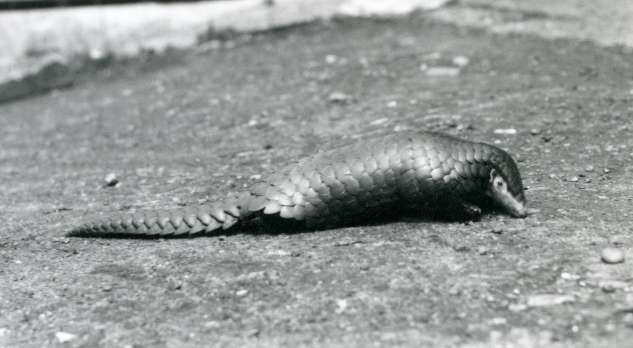 Un pangolino cinese femmina allo zoo di Londra nell