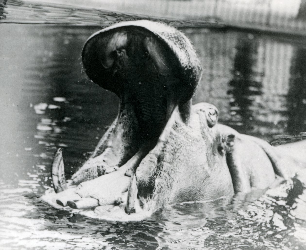 Una femmina di ippopotamo, 