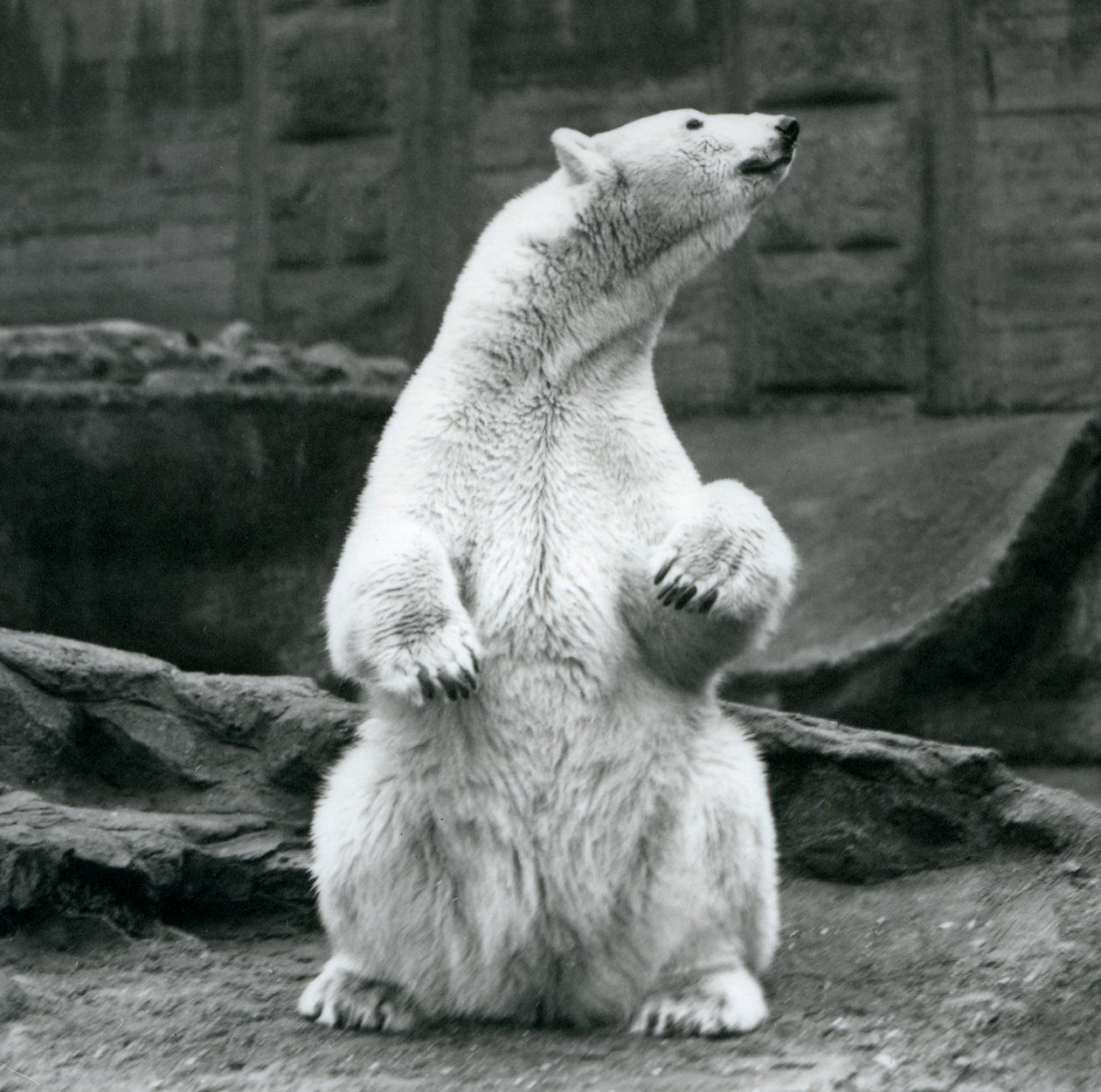 Una femmina di orso polare seduta sui suoi quarti posteriori sulle terrazze Mappin allo Zoo di Londra nel settembre 1928 da Frederick William Bond