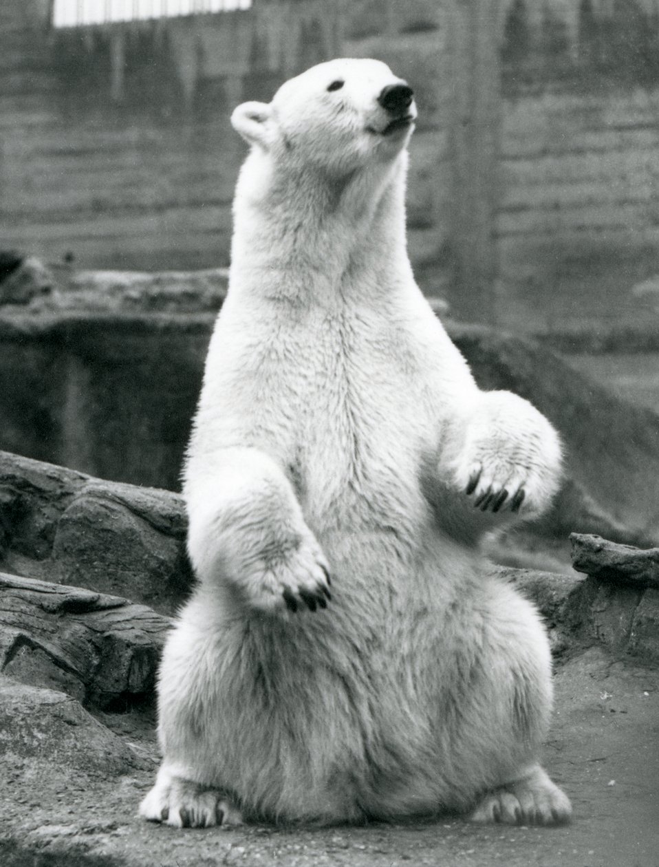 Una femmina di orso polare seduta sui suoi quarti posteriori sulle terrazze Mappin allo Zoo di Londra nel settembre 1928 da Frederick William Bond