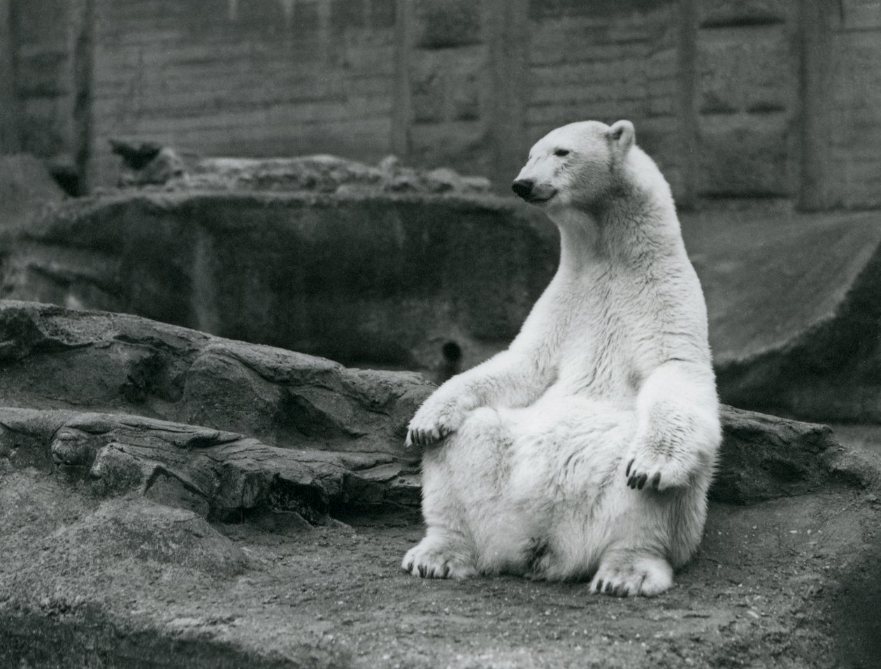 Una femmina di orso polare seduta sui suoi quarti posteriori sulle terrazze Mappin allo Zoo di Londra nel settembre 1928 da Frederick William Bond