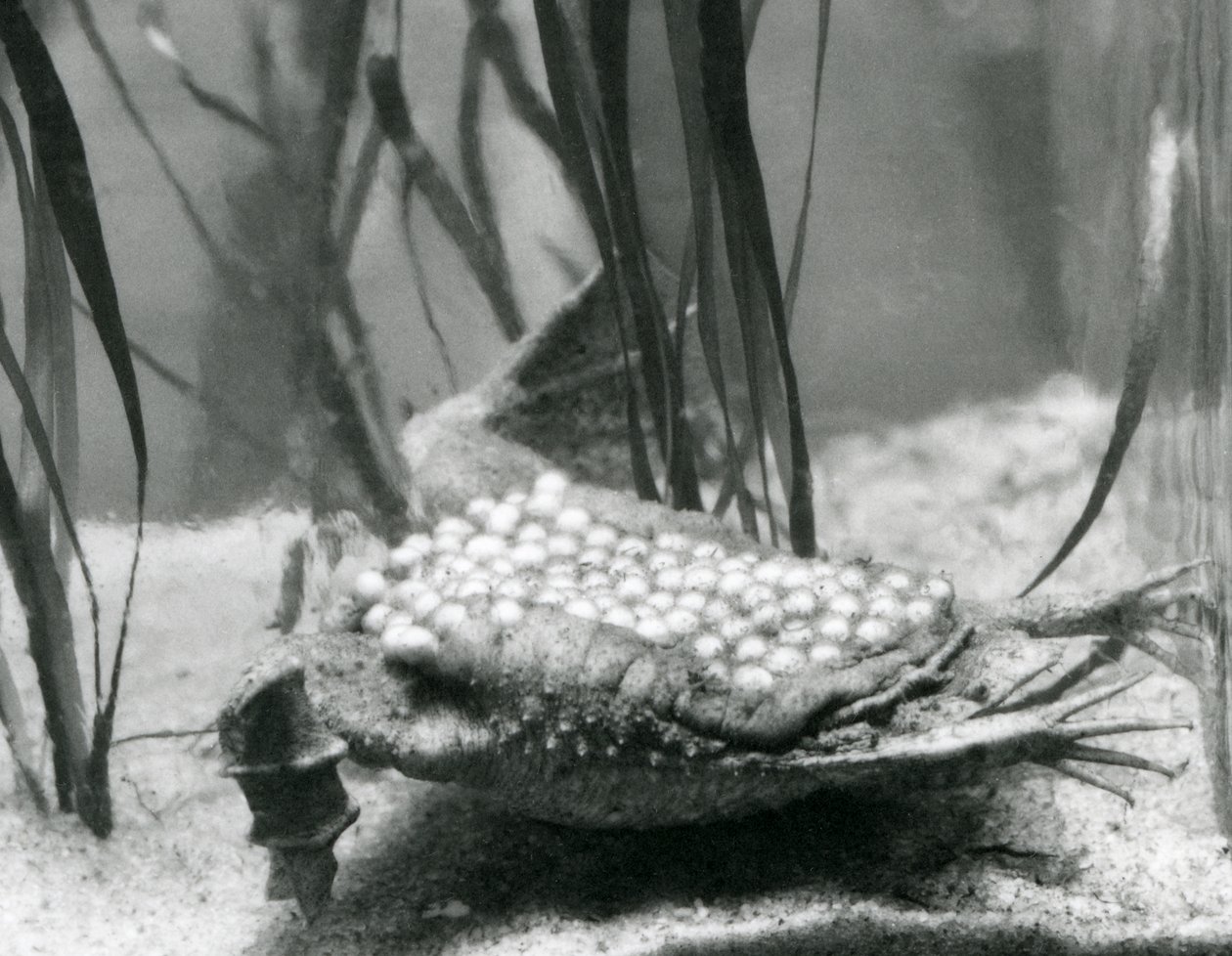 Una femmina di rospo Surinam con le sue uova incastonate nella pelle della schiena, Zoo di Londra da Frederick William Bond