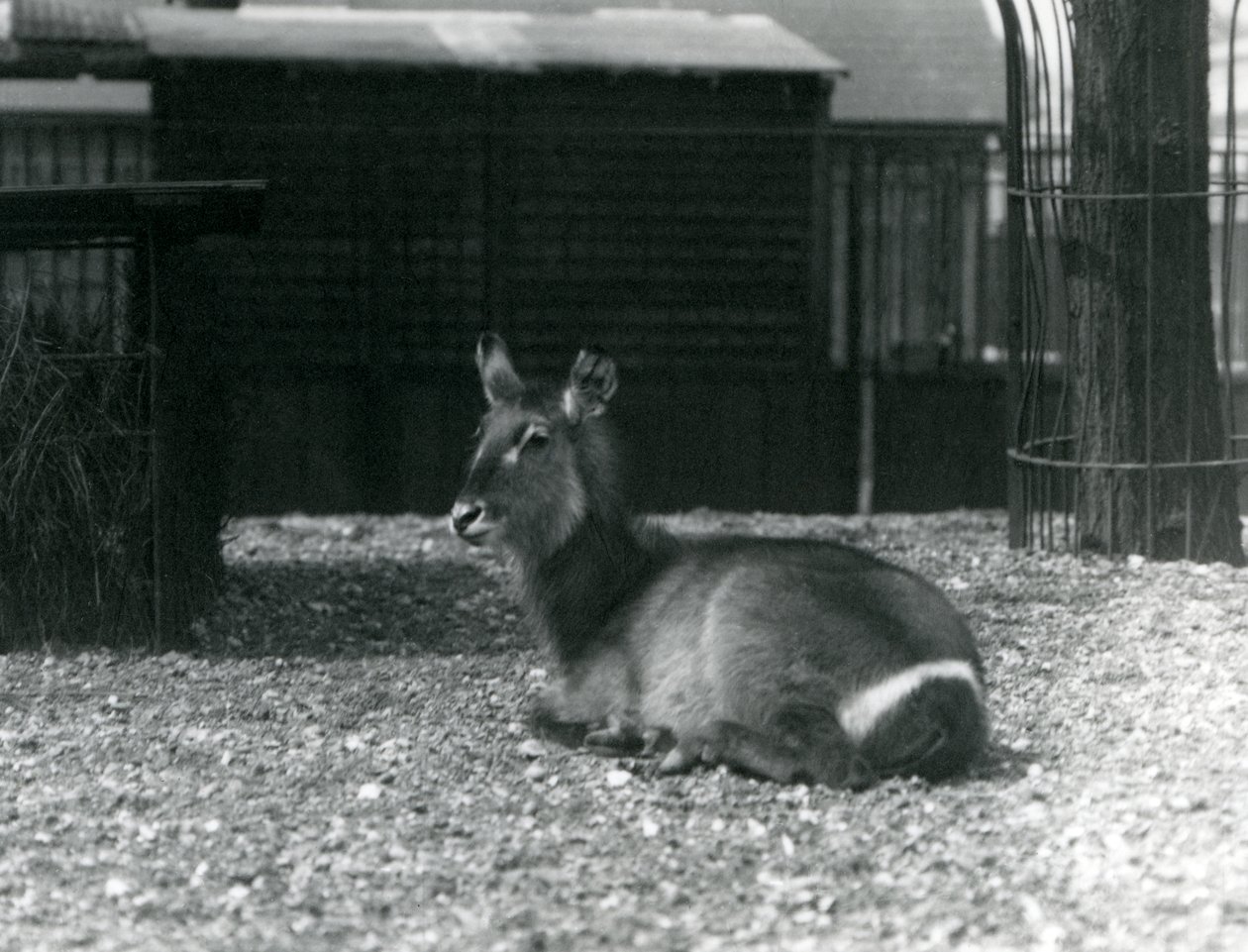 Una femmina di kobus ellipsiprymnus nel suo recinto al London Zoo, giugno 1924 da Frederick William Bond
