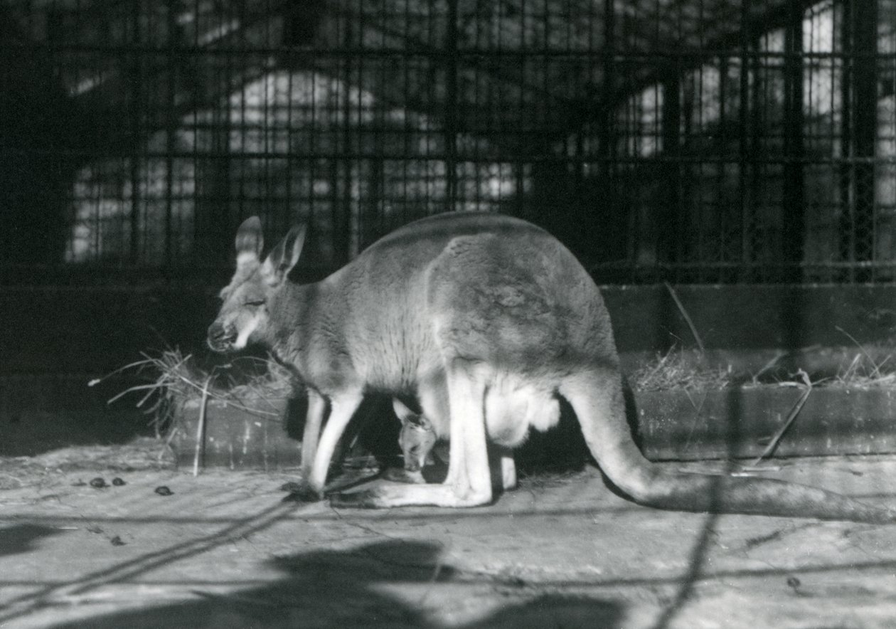 Una femmina di canguro rosso con il suo piccolo nel marsupio, Zoo di Londra, 1922 da Frederick William Bond