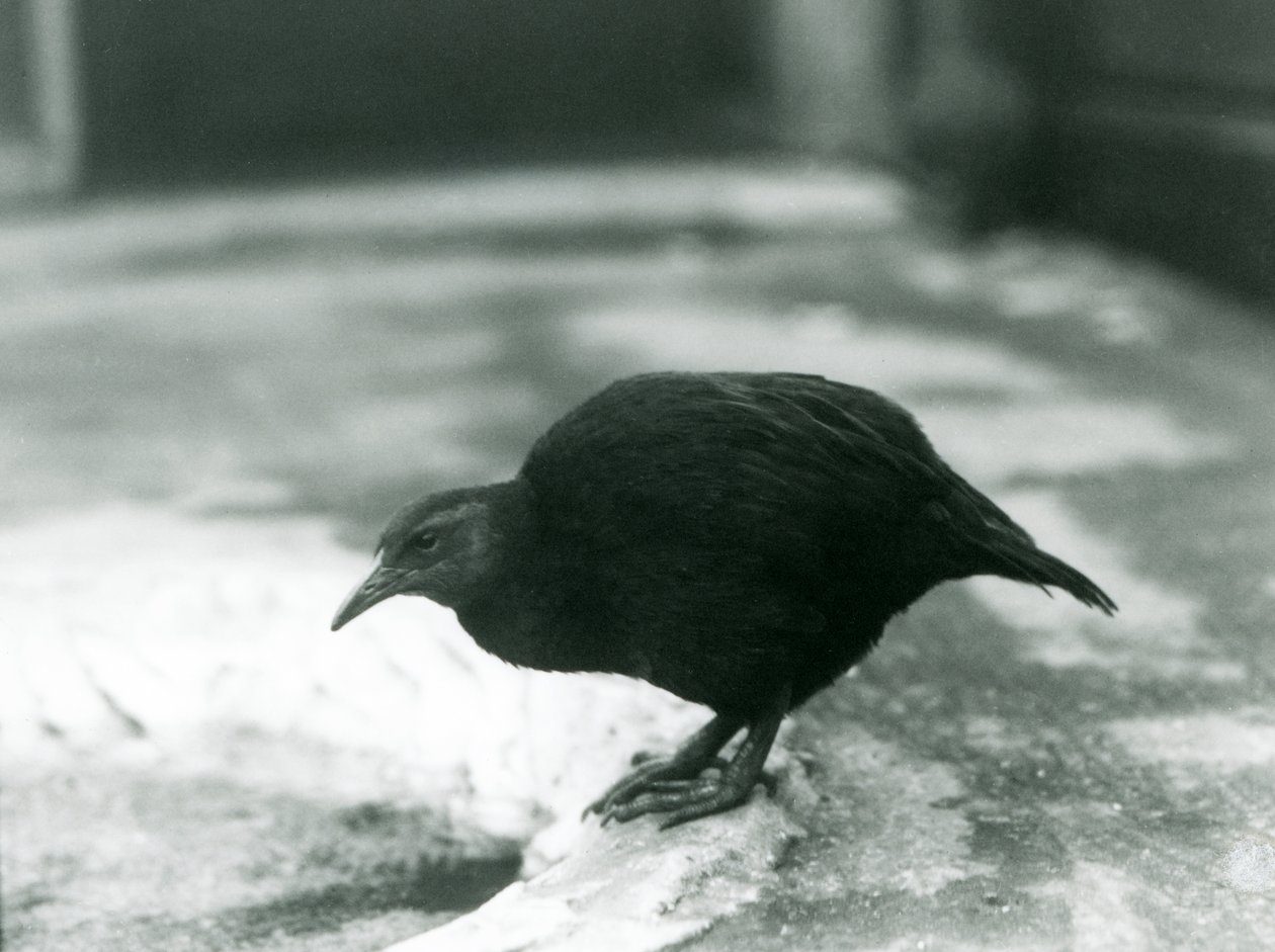 Un weka senza volo allo Zoo di Londra nel 1927 da Frederick William Bond