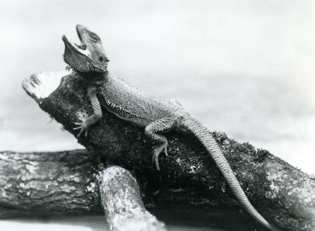 Un drago barbuto che si aggrappa a un tronco, Zoo di Londra, agosto 1928 da Frederick William Bond