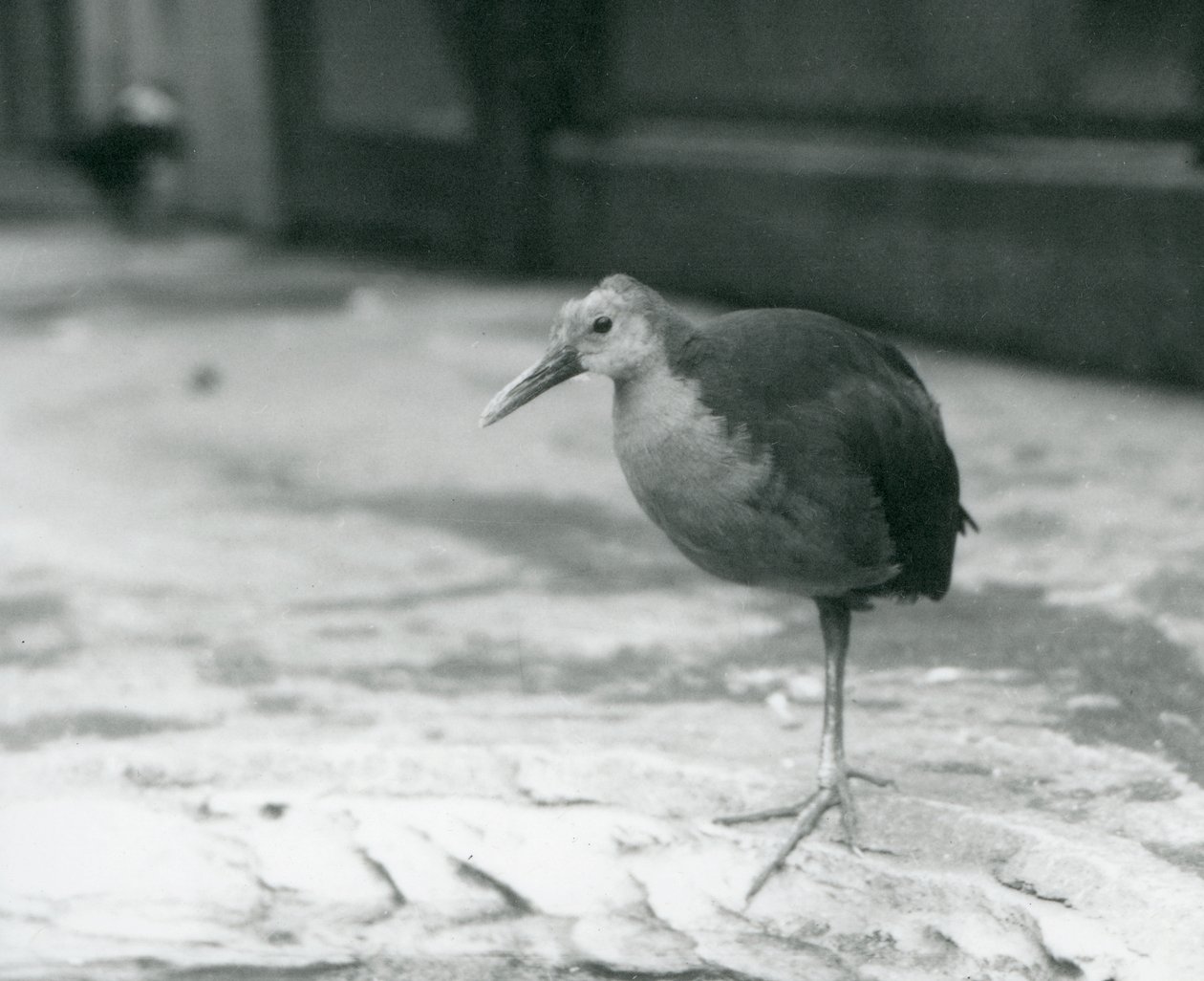 Un rallo dal collo grigio o rallo dal cappuccio grigio (Aramides cajaneus) in piedi su una gamba allo zoo di Londra nel settembre 1927 da Frederick William Bond