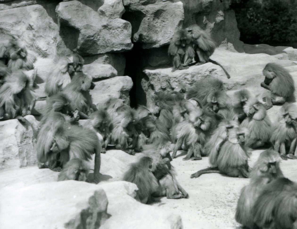 Un gruppo di babbuini sacri seduti sulle rocce nel loro recinto, Zoo di Londra, luglio 1925 da Frederick William Bond