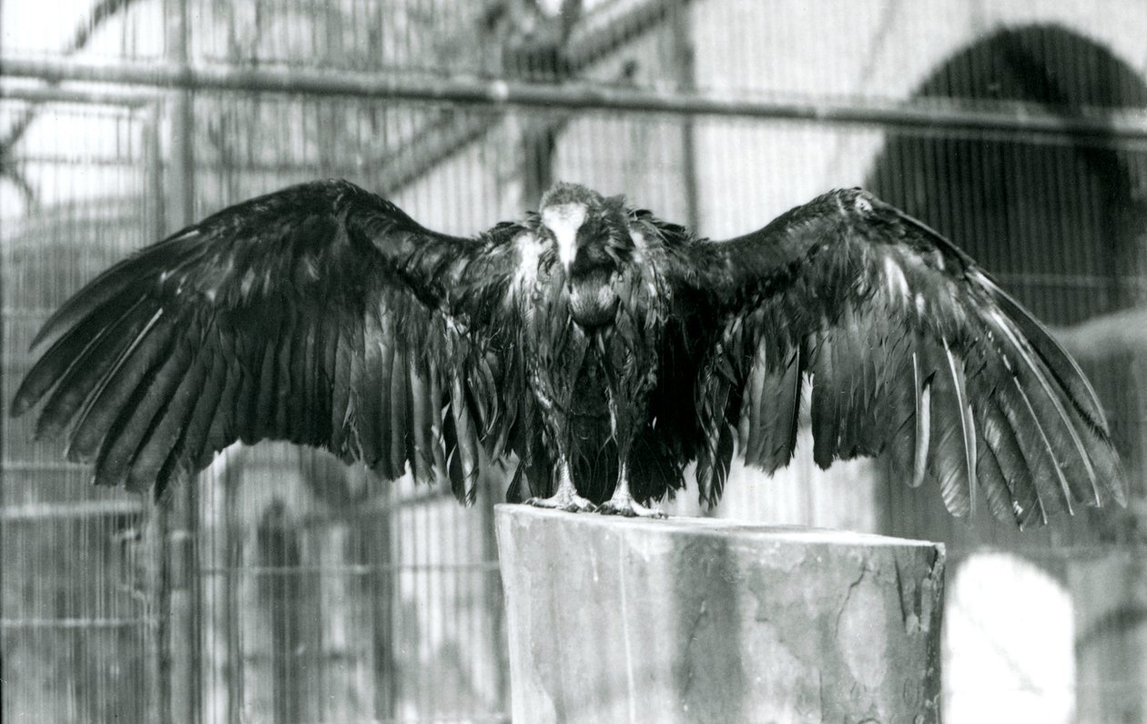 Un avvoltoio incappucciato, in piedi su un tronco con le ali spiegate, godendosi una pioggia di aprile allo Zoo di Londra, prima del 1930 (foto in b/n) da Frederick William Bond