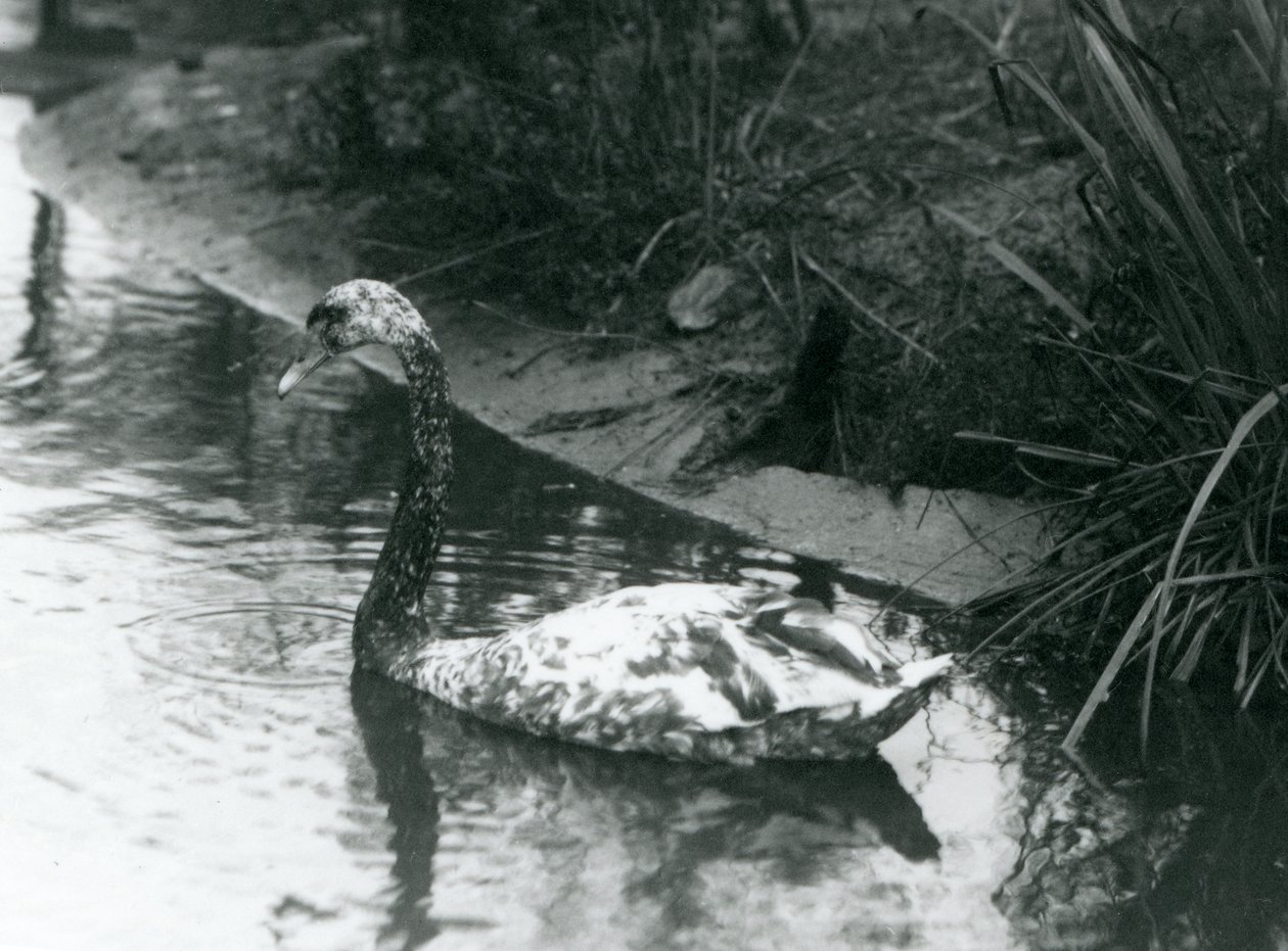 Un cigno ibrido, Muto x Nero, che nuota in uno stagno allo zoo di Londra nel 1927 da Frederick William Bond