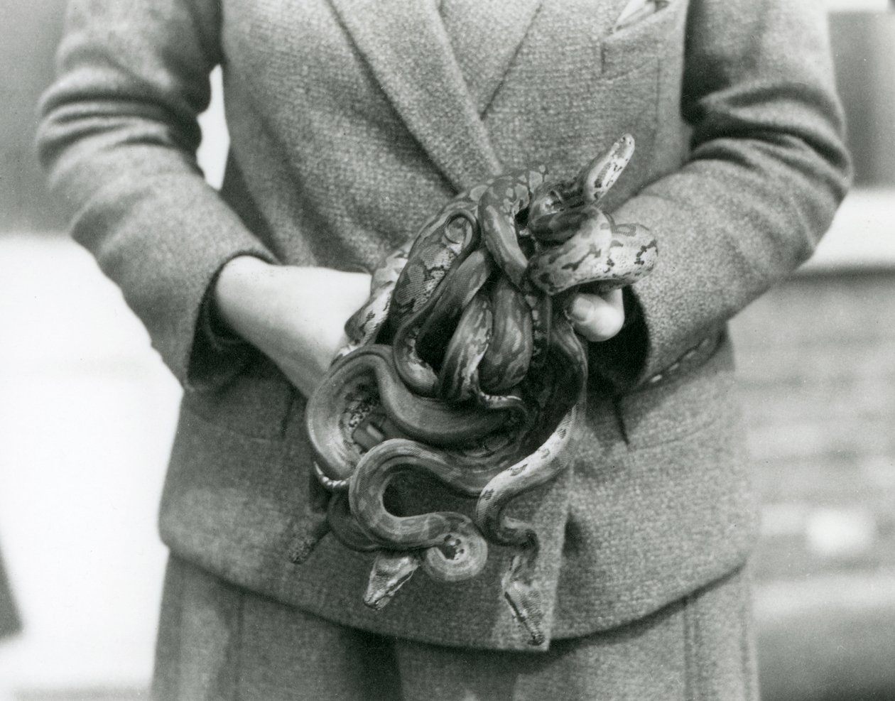 Un custode che tiene un nodo di giovani pitoni reali allo Zoo di Londra nel 1931 da Frederick William Bond