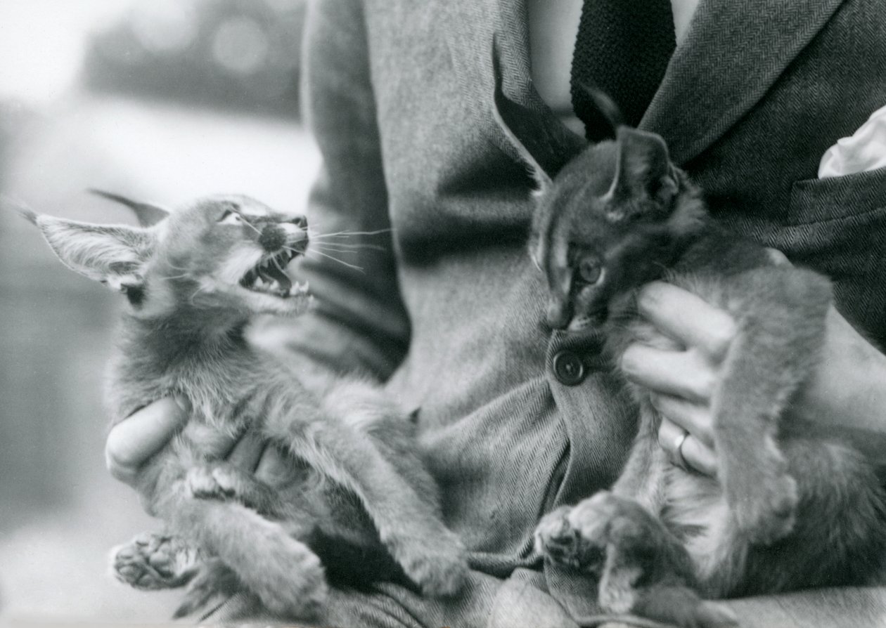 Un custode che tiene in grembo una coppia di cuccioli di caracal, Zoo di Londra, 1924 da Frederick William Bond