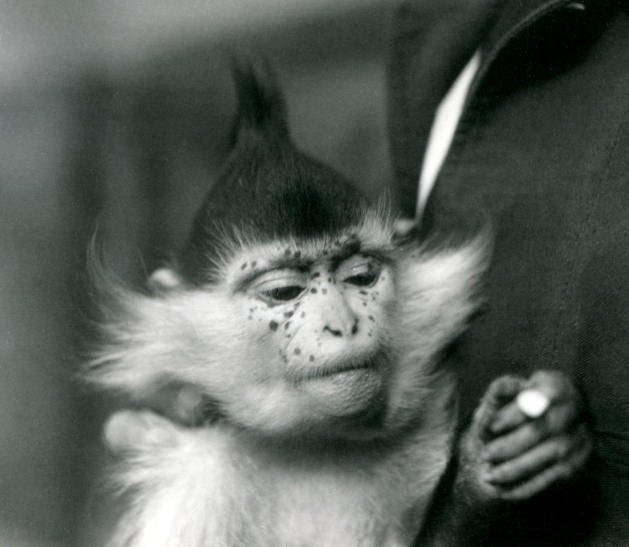 Un guardiano tiene Freckles, un Mangabey Crestato Nero o del Congo, Zoo di Londra, 1924 da Frederick William Bond